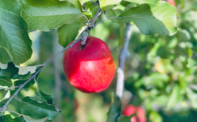 あいかの香り 約5kg