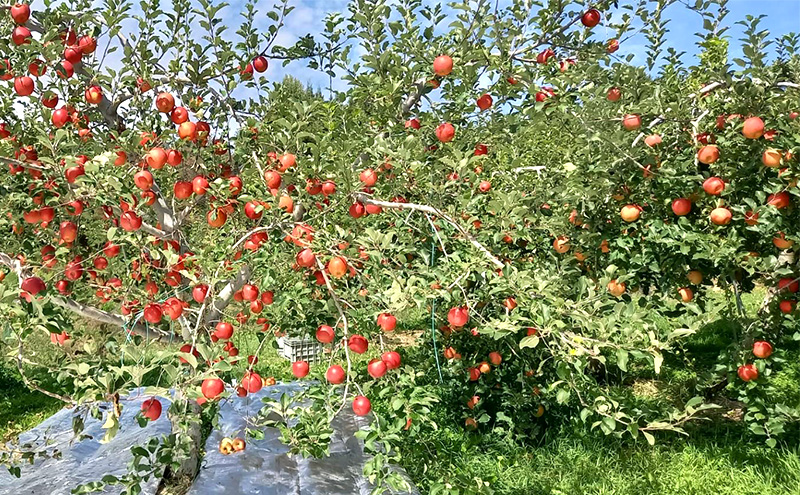 つがる（家庭用） 約5kg（15～20玉入り）トメズファーム　りんご　長野　信州　小諸　果物　フルーツ