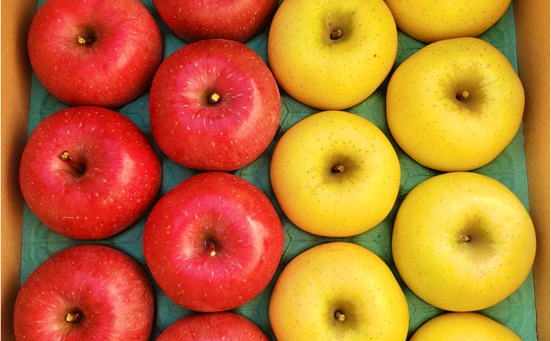 サンふじ・シナノゴールド詰合せ（家庭用） 各約2.5kg 計5kg　トメズファーム　りんご　長野　信州　小諸　果物　フルーツ　食べ比べ