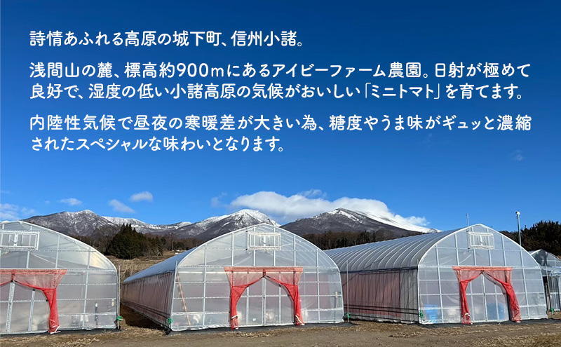 スイートフルージュ 約1kg アイビーファーム ミニトマト 長野 信州 小諸 産地直送
