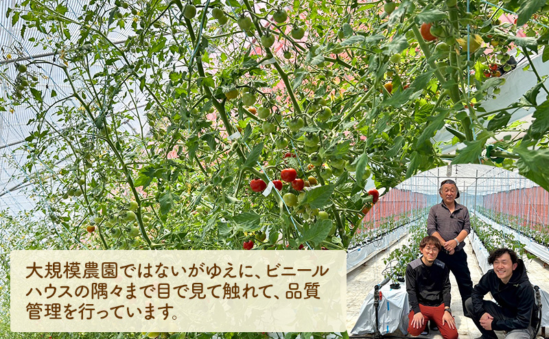 スイートフルージュ 約2kg アイビーファーム ミニトマト 長野 信州 小諸 産地直送