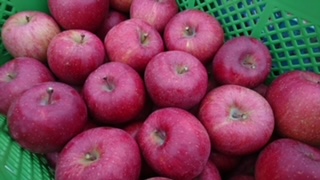 りんご 完熟 サンふじ 約4.5kg （りんご・リンゴ・林檎） 白鳥フルーツ農園 ｜ りんご 林檎 完熟 果物 フルーツ 伊那市 長野県 信州 甘い サンふじ【011-08】