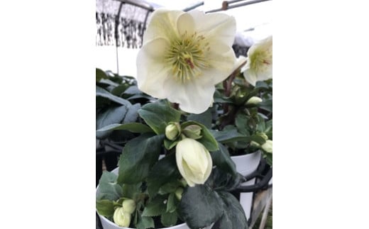 クリスマスローズ・氷の薔薇ホワイト| 花 クリスマス ローズ 冬 氷 薔薇 赤 季節 冬 ガーデニング ガーデン 庭 贈答 プレゼント ギフト 期間限定 伊那市 ふるさと納税【021-46】