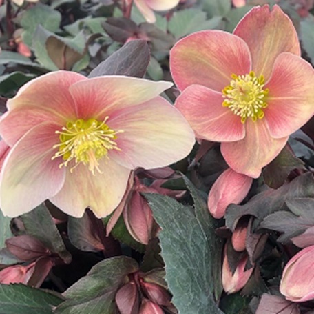 クリスマスローズ・ハイブリッド・ピンクフロスト | 花 クリスマス ローズ 冬 氷 薔薇 赤 季節 冬 ガーデニング ガーデン 庭 贈答 プレゼント ギフト 期間限定 伊那市 ふるさと納税【021-47】