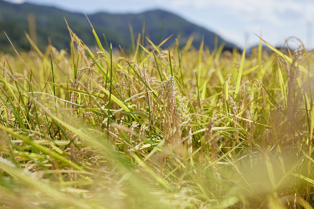 米 お米 コシヒカリ 信州伊那産 令和７年度 伊那市田原産米 コシヒカリ 10キロ ｜ 米 コシヒカリ 田原産 お米 伊那 伊那産 長野県 ふるさと納税 【027-17】