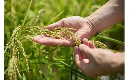 井乃頭　純米吟醸　無濾過生　R6BY（吟醸生酒）｜長野県産 日本酒 ひとごこち 地酒 吟醸生酒 地元限定酒 ふるさと納税 晩酌 アルコール 伊那市 ふるさと納税【011-94】