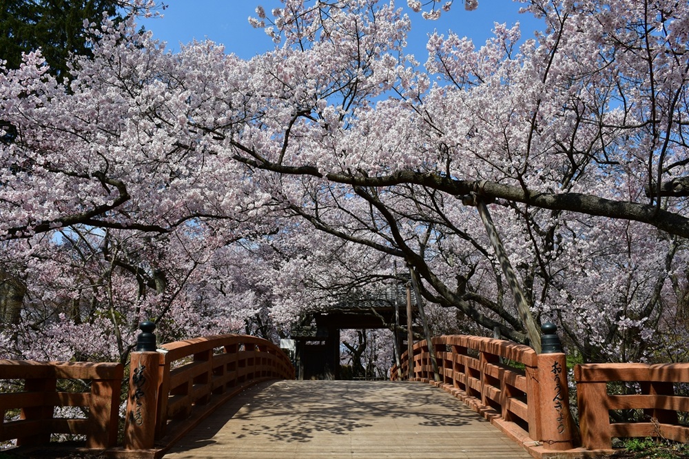 桜 チケット 高遠城址公園 桜まつり入園券 1枚 ｜ 観光 チケット 高遠 城址 公園 桜 まつり さくら 祭り 入園券 伊那市 長野県 信州 帰省 春【002-01】