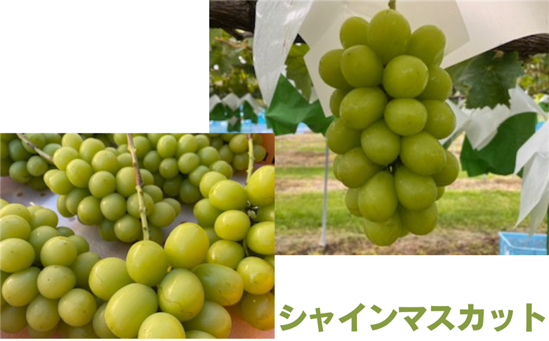 【2026年先行予約】信州伊那産ぶどう２種詰合せセット（約1.5kg）シャインマスカット　雄宝｜ぶどう ぶどう詰合せ 葡萄 セット ぶどう食べ比べ 2種セット シャインマスカット 雄宝 種なし ぶどう高級 フルーツ ギフト フルーツ 旬のフルーツ 伊那市 長野県産 【020-50】