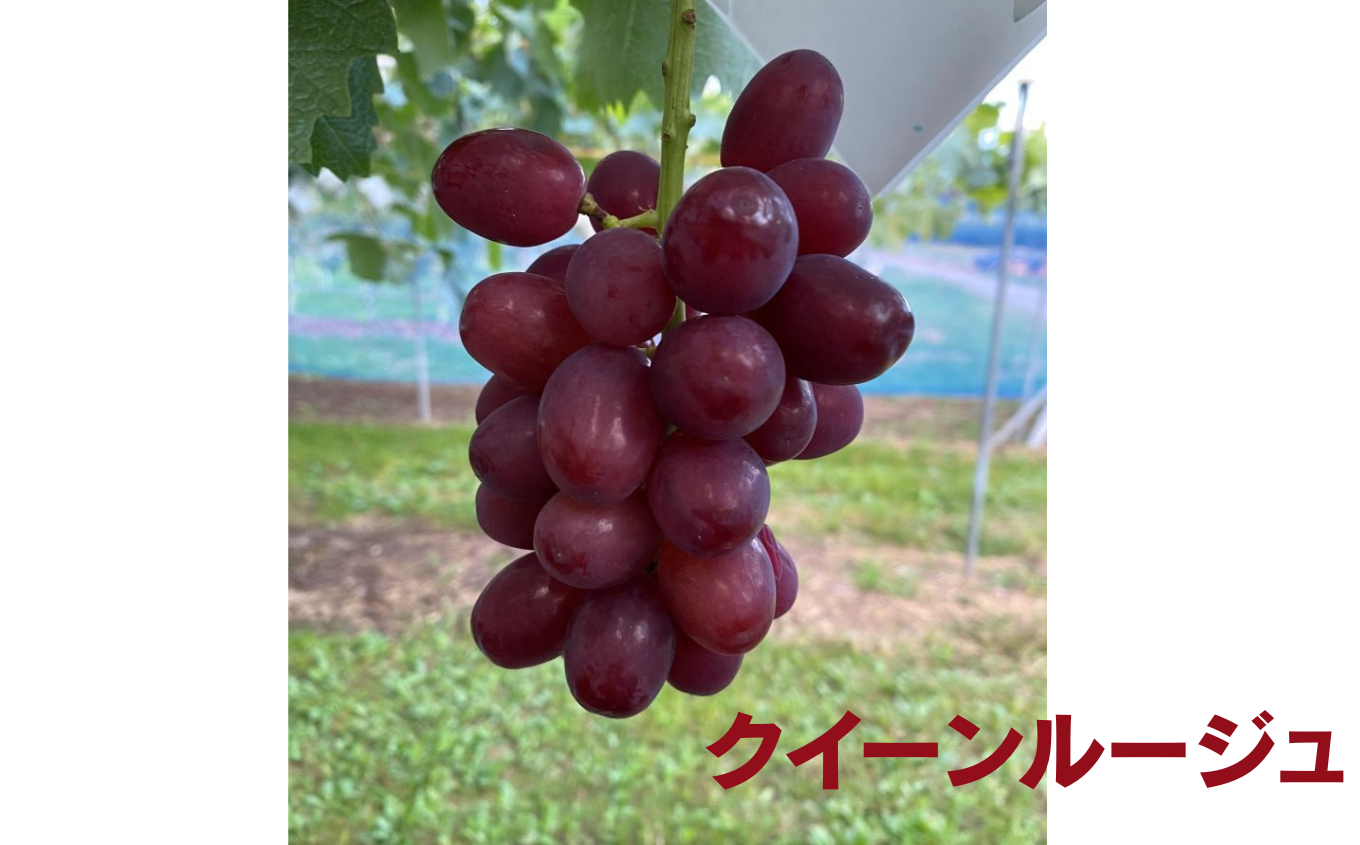 【2026年先行予約】州伊那産ぶどう３種食べ比べセット（約1.5kg）シャインマスカット　クイーンルージュ(R)　雄宝｜ぶどう ぶどう詰合せ 葡萄 セット ぶどう食べ比べ 2種セット シャインマスカット クイーンルージュ 雄宝 種なし ぶどう高級 フルーツ ギフト フルーツ 旬のフルーツ 伊那市 長野県産 【024-18】