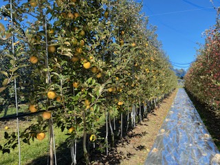 りんご 赤果肉りんご なかののきらめき 約2.5kg ｜ りんご 林檎 フルーツ 果物 なかののきらめき 赤果肉 こだわり 伊那 ふるさと納税 信州 長野県 【012-72】