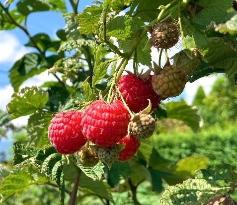 ジャム ベリー 信州 伊那産 完熟 ラズベリー ジャム 200g2個 セット | フルーツ ジャム ソース ラズベリー 完熟 つみたて 加工品 長野県 伊那市【009-45】