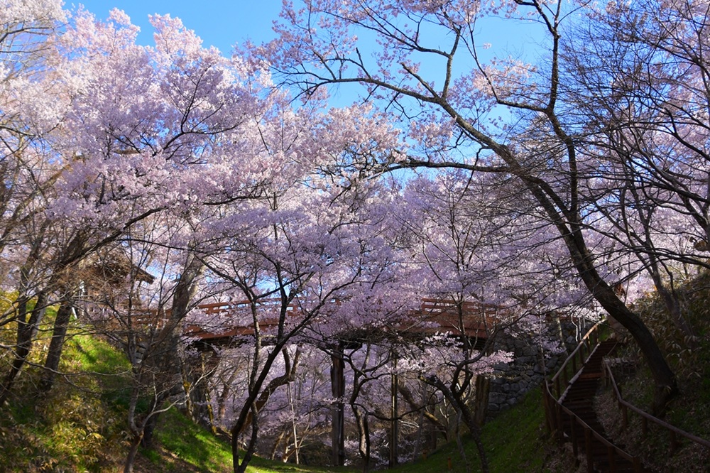 桜 チケット 高遠城址公園 桜まつり入園券 1枚 ｜ 観光 チケット 高遠 城址 公園 桜 まつり さくら 祭り 入園券 伊那市 長野県 信州 帰省 春【002-01】