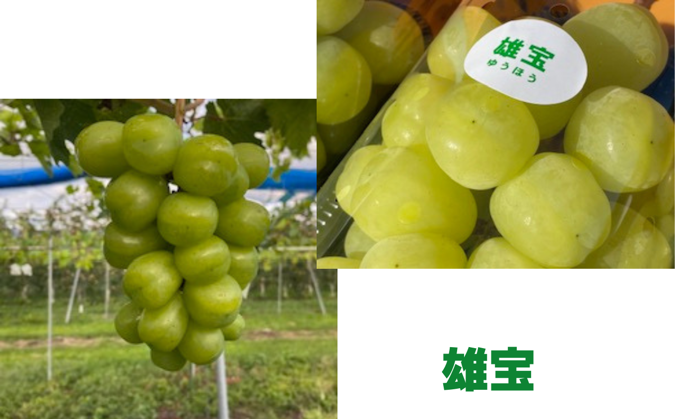 【2026年先行予約】州伊那産ぶどう３種食べ比べセット（約1.5kg）シャインマスカット　クイーンルージュ(R)　雄宝｜ぶどう ぶどう詰合せ 葡萄 セット ぶどう食べ比べ 2種セット シャインマスカット クイーンルージュ 雄宝 種なし ぶどう高級 フルーツ ギフト フルーツ 旬のフルーツ 伊那市 長野県産 【024-18】