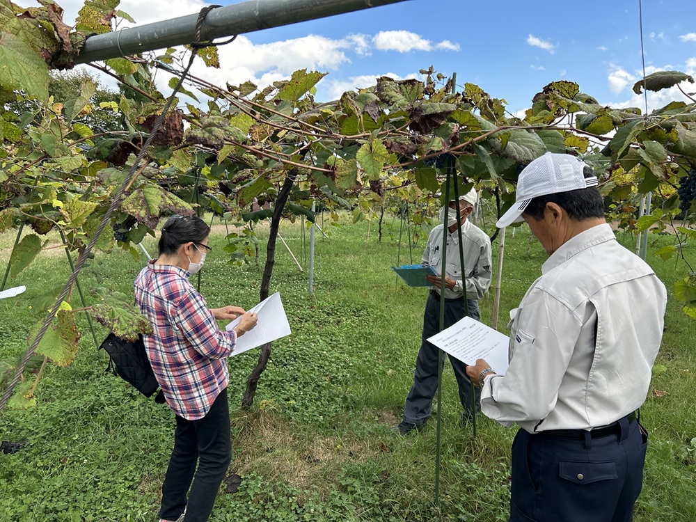 ワイン 日本ワイン やまぶどうワイン 「山紫」 720ml 1本 | ワイン wine 山ぶどう 山葡萄 ぶどう 信州大学 信大W-3 ポリフェノール 伊那ブランド ふるさと納税 返礼品 信州産 長野県 伊那市 【012-70】
