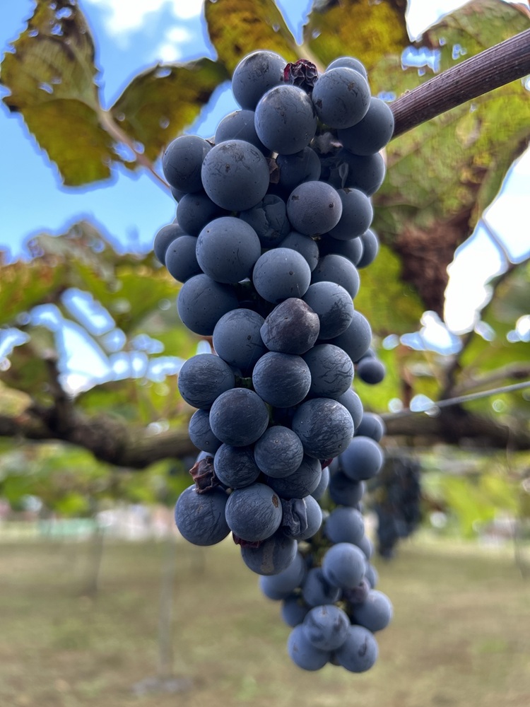 ワイン 日本ワイン やまぶどうワイン「山紫」プレミアム 720ml 1本 | ワイン wine 山ぶどう 山葡萄 ぶどう 信州大学 信大W-3 ポリフェノール 伊那ブランド ふるさと納税 返礼品 信州産 長野県 伊那市 【017-25】