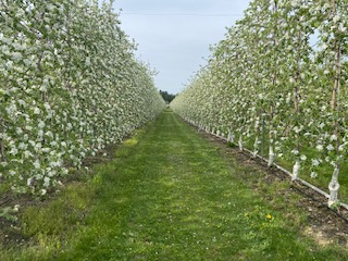 りんご 完熟 サンふじ 約4.5kg （りんご・リンゴ・林檎） 白鳥フルーツ農園 ｜ りんご 林檎 完熟 果物 フルーツ 伊那市 長野県 信州 甘い サンふじ【011-08】