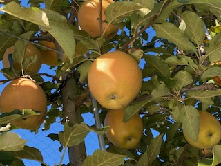 りんご 赤果肉りんご なかののきらめき 約2.5kg ｜ りんご 林檎 フルーツ 果物 なかののきらめき 赤果肉 こだわり 伊那 ふるさと納税 信州 長野県 【012-72】