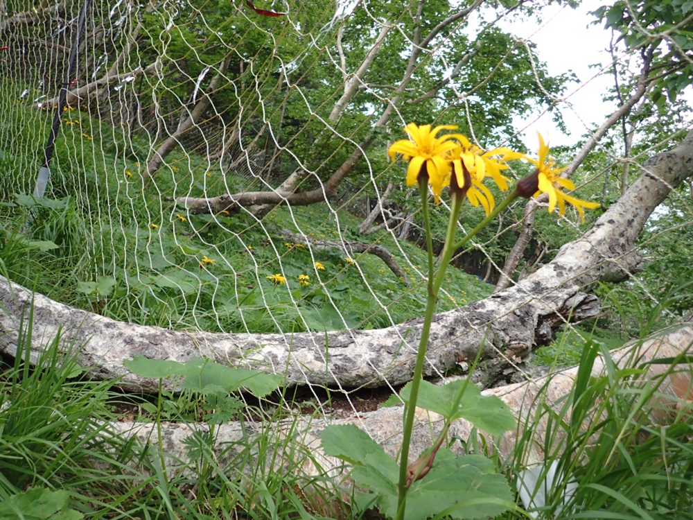 登山 南アルプスまもり隊・登山環境整備への寄附（登山者協力証1枚）100万円 | 登山 環境 整備 登山愛好家 証 山岳 アルプス 南アルプス 守りたい 信州 長野 伊那 【m00-01】