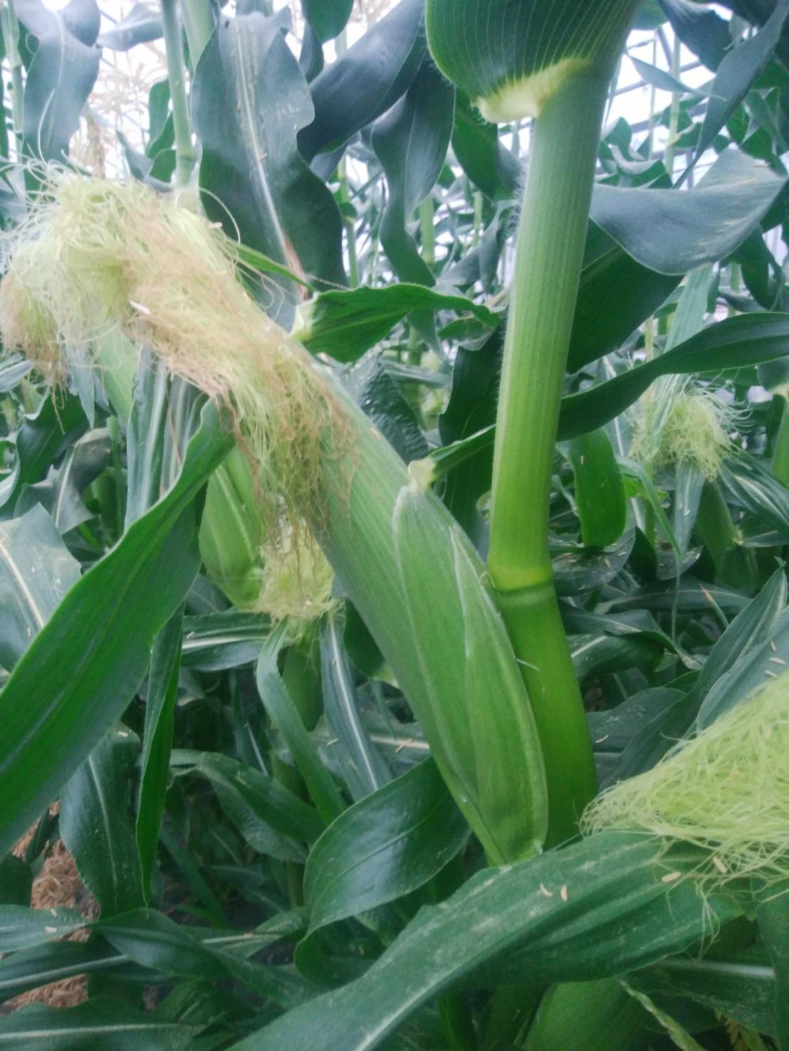 とうもろこし 伊那市産 スイートコーン 約5kg 2Lサイズ 12本入り サニーショコラ 【013-50】