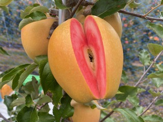 りんご 赤果肉りんご なかののきらめき 約2.5kg ｜ りんご 林檎 フルーツ 果物 なかののきらめき 赤果肉 こだわり 伊那 ふるさと納税 信州 長野県 【012-72】