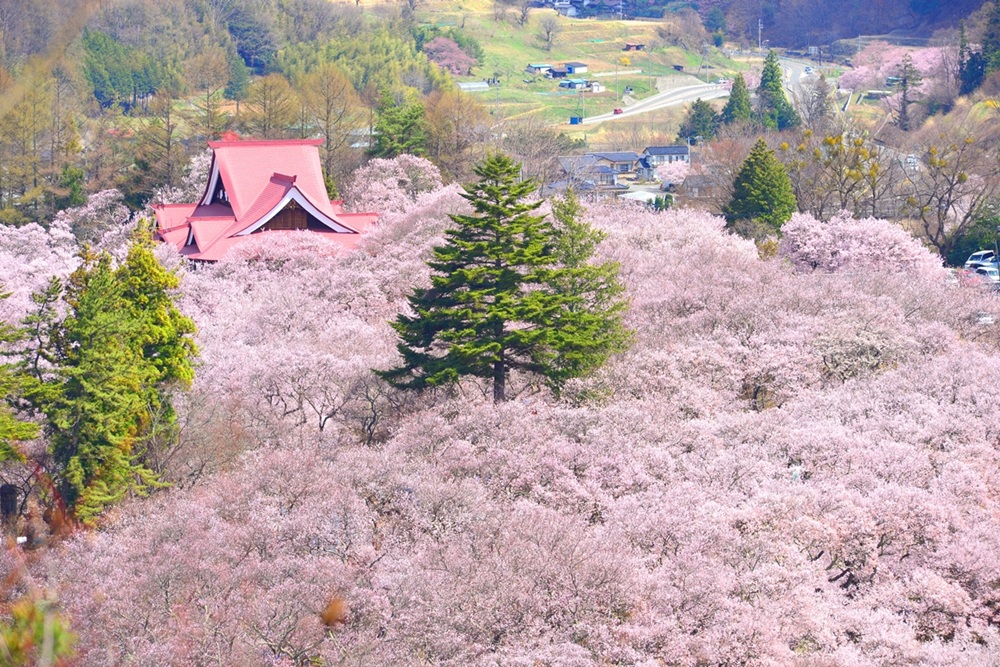 桜 チケット 高遠城址公園 桜まつり入園券 1枚 ｜ 観光 チケット 高遠 城址 公園 桜 まつり さくら 祭り 入園券 伊那市 長野県 信州 帰省 春【002-01】