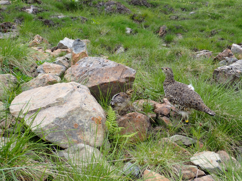 登山 南アルプスまもり隊・登山環境整備への寄附（登山者協力証1枚）2,000円 | 登山 環境 整備 登山愛好家 証 山岳 アルプス 南アルプス 守りたい 信州 長野 伊那 【002-02】