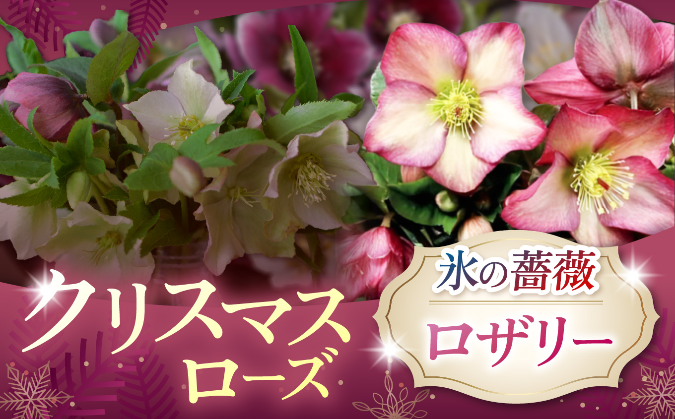 クリスマスローズ・氷の薔薇ロザリー | 花 クリスマス ローズ 冬 氷 薔薇 赤 季節 冬 ガーデニング ガーデン 庭 贈答 プレゼント ギフト 期間限定 伊那市 ふるさと納税【021-42】
