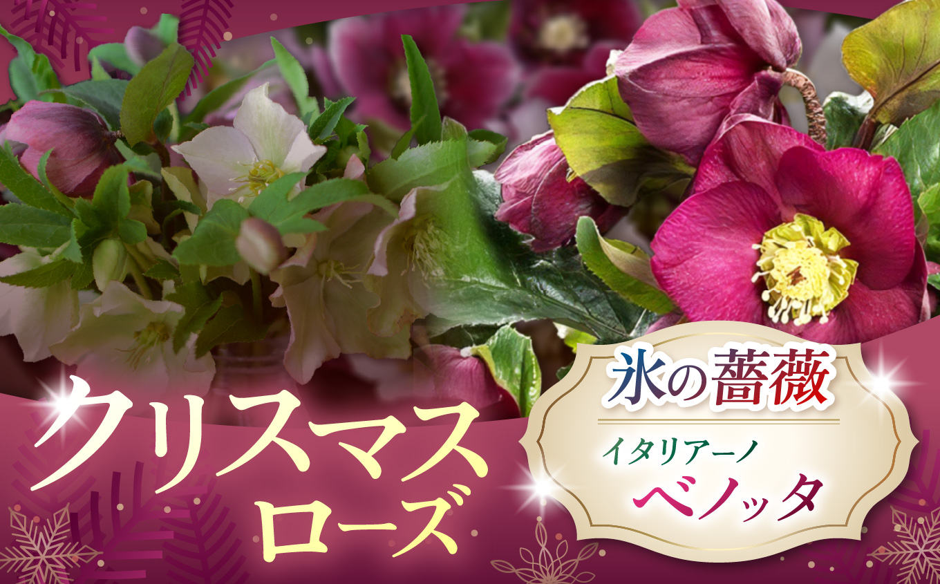 クリスマスローズ・氷の薔薇イタリアーノ　ベノッタ | 花 クリスマス ローズ 冬 氷 薔薇 赤 季節 冬 ガーデニング ガーデン 庭 贈答 プレゼント ギフト 期間限定 伊那市 ふるさと納税【021-43】
