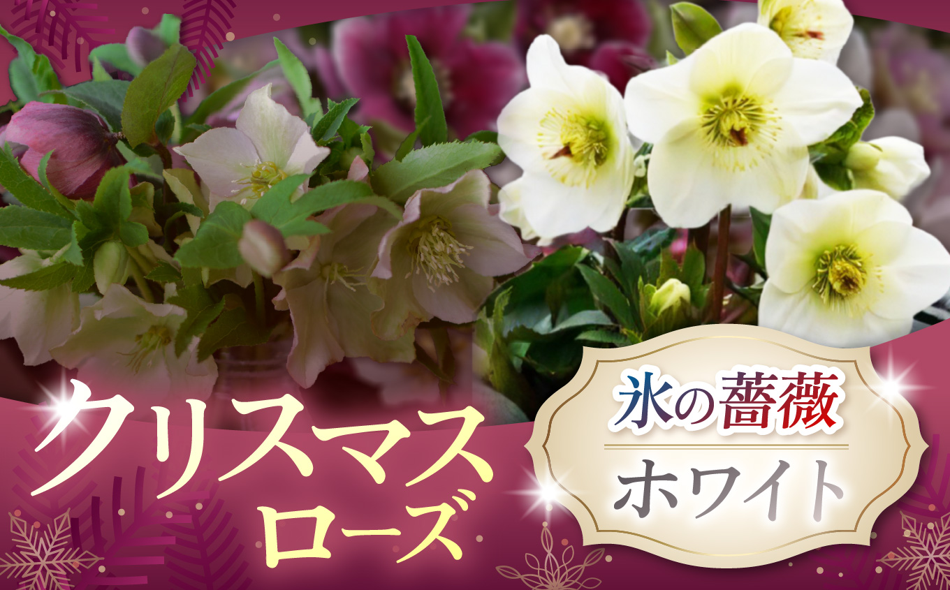 クリスマスローズ・氷の薔薇ホワイト| 花 クリスマス ローズ 冬 氷 薔薇 赤 季節 冬 ガーデニング ガーデン 庭 贈答 プレゼント ギフト 期間限定 伊那市 ふるさと納税【021-46】