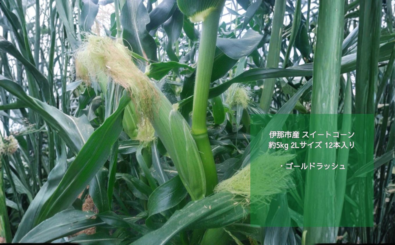 とうもろこし 伊那市産 スイートコーン 約5kg 2Lサイズ 12本入り ゴールドラッシュ 【013-53】