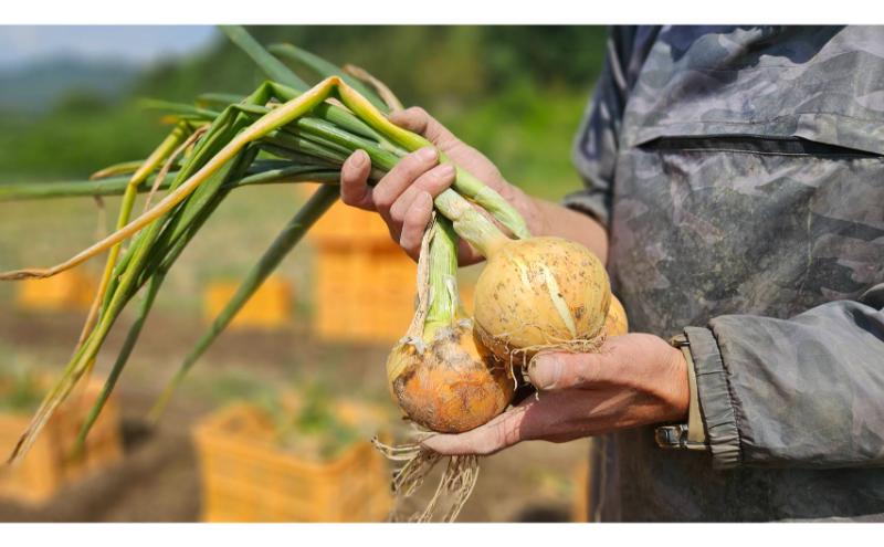 【数量限定/期間限定】信州駒ヶ根産有機たまねぎ「アルプスからの玉手箱」 （約6kg） アグリコオリジナル