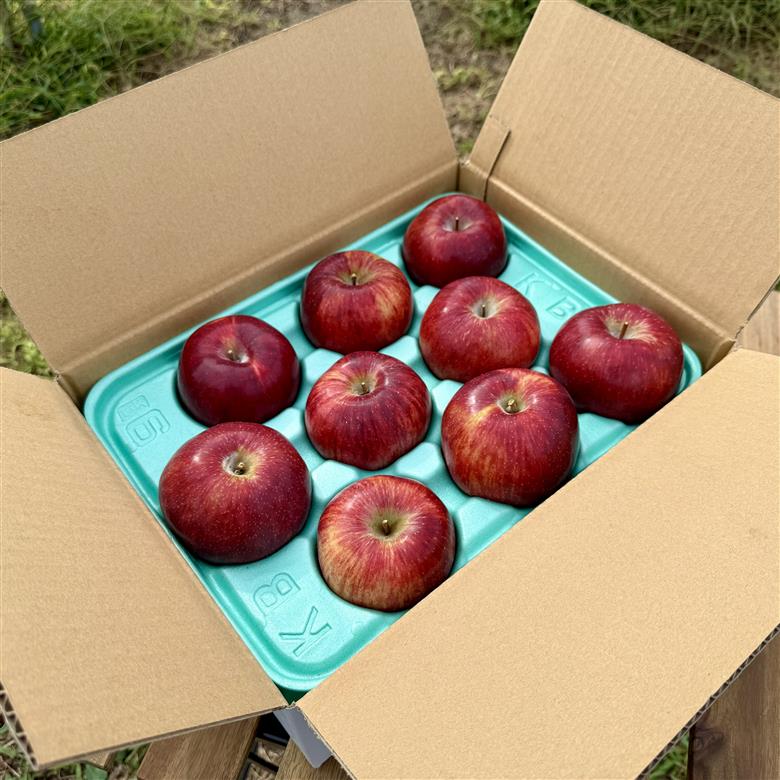 りんご 長野 完熟 サンふじ 3kg 葉取らず 産地直送 フルーツ 果物 デザート おやつ サンフジ リンゴ 林檎 秋 旬 冬 旬の果物 旬のフルーツ 信州 信州産 長野県 長野県産 2025 2025年