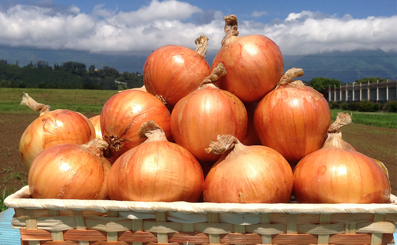 【数量限定/期間限定】信州駒ヶ根産有機たまねぎ「アルプスからの玉手箱」 （約6kg） アグリコオリジナル