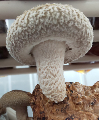 【アルプスの極】特大椎茸（約550g/8～10個入）