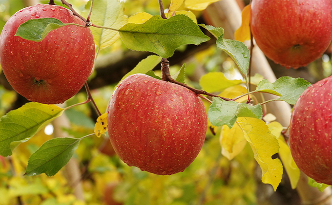 【信州産りんご】辛口シードル「HALLE」（375ml×1本）