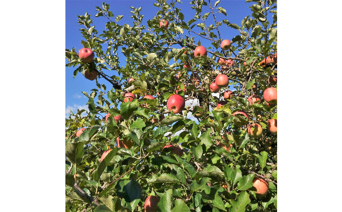 【信州産りんご】林檎ワイン（720ml×1本）