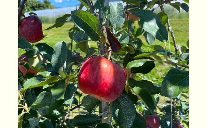 2026年産 りんご 長野 シナノリップ 約 5kg （14玉～20玉） 産地直送 フルーツ 果物 デザート おやつ リンゴ 林檎 旬 旬の果物 旬のフルーツ 信州 駒ヶ根産 長野県 長野県産 2026 2026年