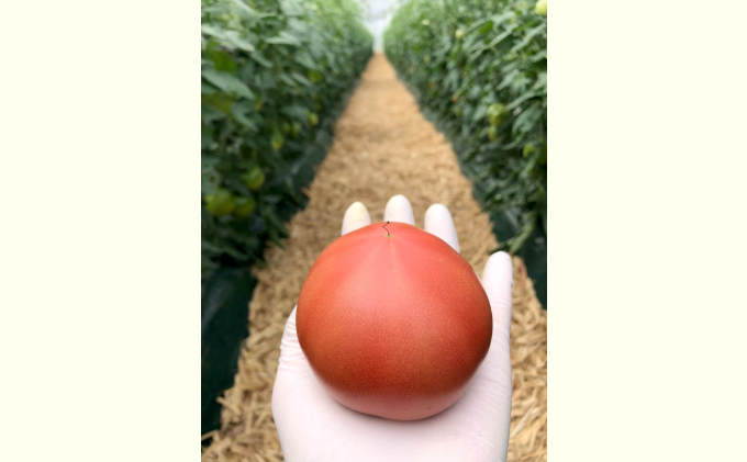 長野県産「山のトマト」4kg箱入り ( 野菜 トマト 大玉トマト 夏野菜 )