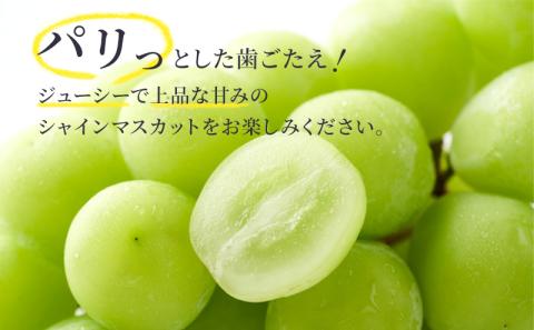 【特選房】シャインマスカット 約1.4kg 2～3房 長野 特選 大粒 ぶどう 種なし 皮ごと 産地直送 フルーツ 果物 デザート おやつ マスカット 葡萄 秋 旬 旬の果物 旬のフルーツ 信州 信州産 長野県 長野県産 2026 2026年