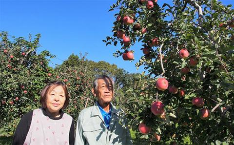 2026年産 りんご 長野 特選 贈答用 サンふじ 5kg （12～18玉） 産地直送 ギフト プレゼント 贈答 贈答品 贈り物 フルーツ 果物 デザート おやつ サンフジ 林檎 秋 旬 旬の果物 信州 長野県 長野県産
