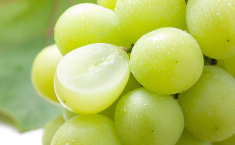 2026年産 シャインマスカット 3kg （5～6房） 長野 農家からもぎたて直送 ぶどう 種なし 皮ごと 産地直送 フルーツ 果物 デザート おやつ マスカット ブドウ 葡萄 秋 旬 駒ヶ根市産 信州 長野県 長野県産