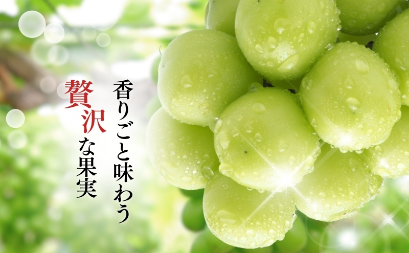 シャインマスカット 約1kg ２～3房 長野 ぶどう 種なし 皮ごと 産地直送 フルーツ 果物 デザート おやつ マスカット ブドウ 葡萄 秋 旬 旬の果物 旬のフルーツ 信州 信州産 長野県 長野県産 2026 2026年