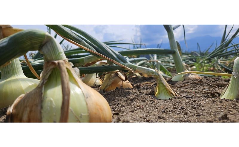 【数量限定/期間限定】信州駒ヶ根産有機たまねぎ「アルプスからの玉手箱」 （約6kg） アグリコオリジナル