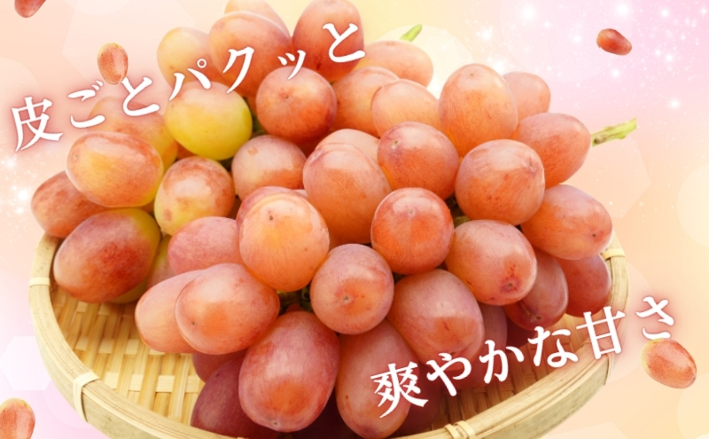 ぶどう 長野 クイーンルージュ 約1.2kg 2～3房 特選 大粒 種なし 皮ごと 産地直送 フルーツ 果物 デザート おやつ シャインマスカット 葡萄 秋 旬 旬の果物 旬のフルーツ 信州 信州産 長野県 2026 2026年