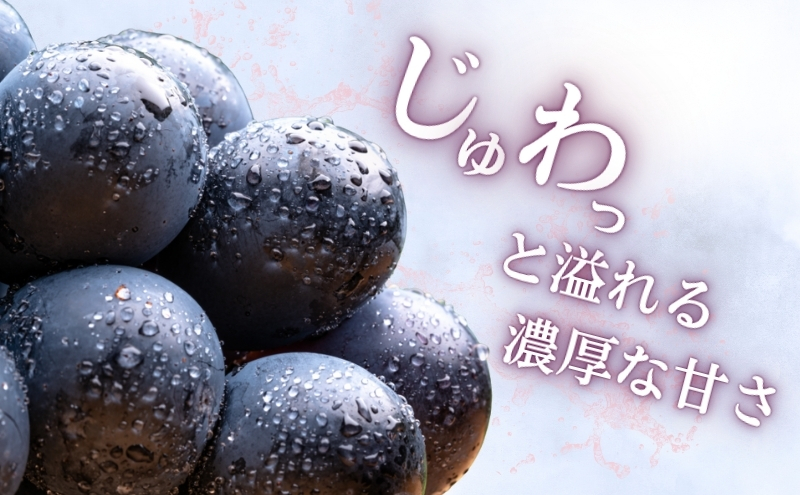 ぶどう 長野 ナガノパープル 約1.2kg 2～3房 特選 大粒 種なし 皮ごと 産地直送 フルーツ 果物 デザート おやつ 葡萄 長野パープル 秋 旬 旬の果物 旬のフルーツ 信州 信州産 長野県 長野県産 2026 2026年