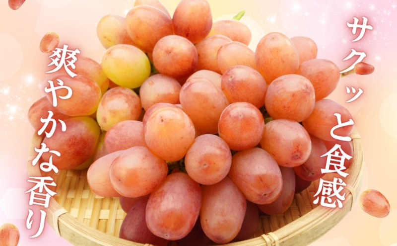 ぶどう クイーンルージュ 約600g（1房）果物 フルーツ デザート 信州 長野 駒ケ根市