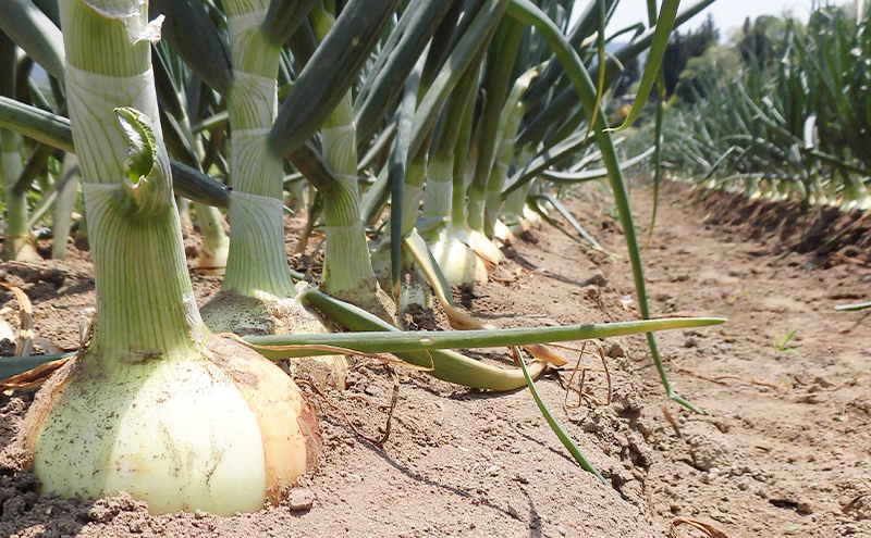 【数量限定/期間限定】信州駒ヶ根産有機たまねぎ「アルプスからの玉手箱」 （約6kg） アグリコオリジナル