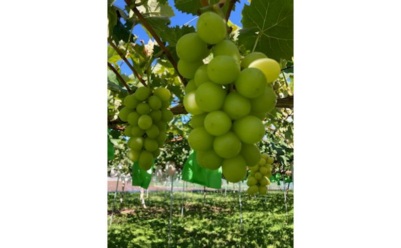 駒ヶ根産シャインマスカット3房 ブドウ ぶどう 葡萄 果物 フルーツ 季節限定 産地直送 産直 駒ヶ根市