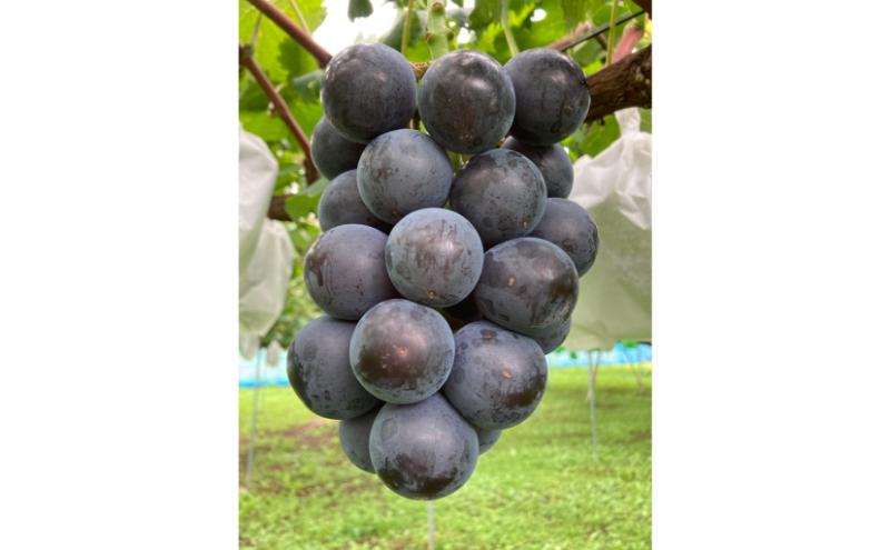 駒ヶ根産　ドライフルーツ　葡萄3種セット ブドウ ぶどう 葡萄 果物 ドライフルーツ 駒ヶ根市