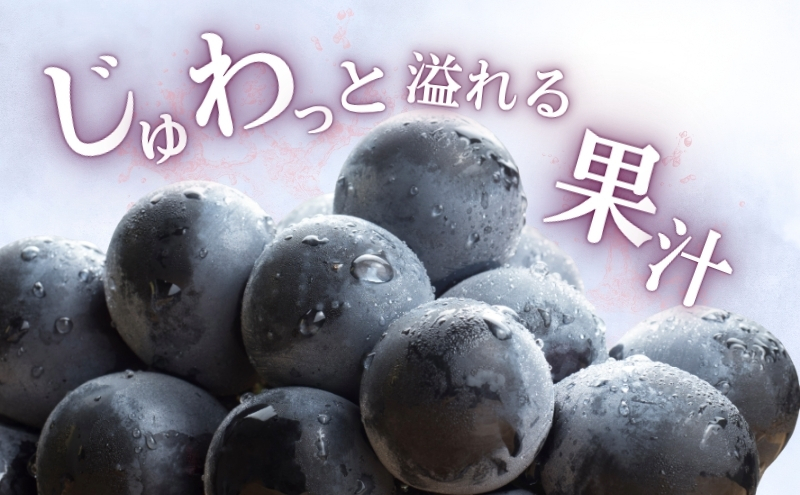 ぶどう ナガノパープル 約600g（1房）果物 フルーツ デザート 信州 長野 駒ケ根市